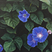 Makoto Fujii Gallery